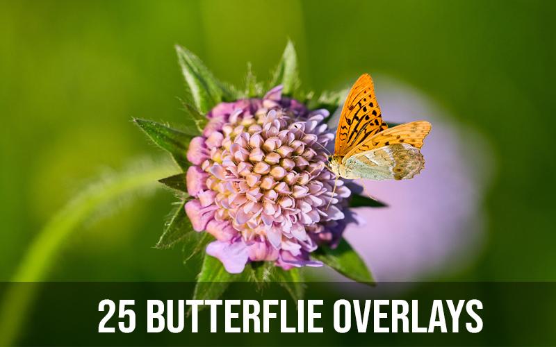 Macro image of a flower with butterflie overlay from the mega photo overlays bundle