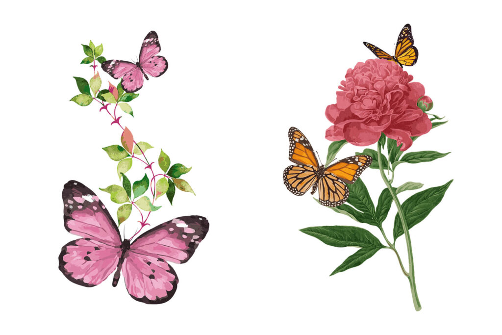 Butterfly watercolor Illustration