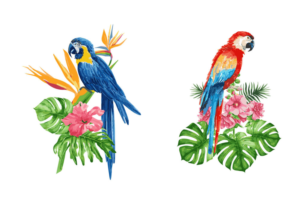 Scarlet Macaw Illustrations