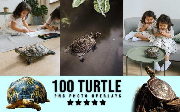 A collage of turtle animal png