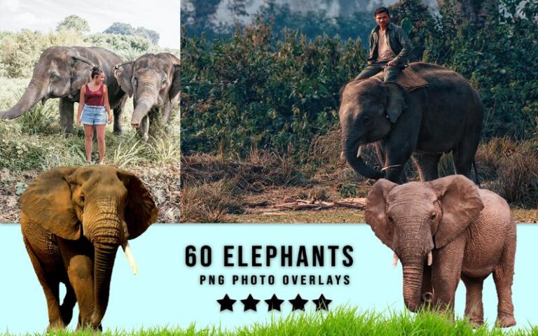 A collage of elephants images