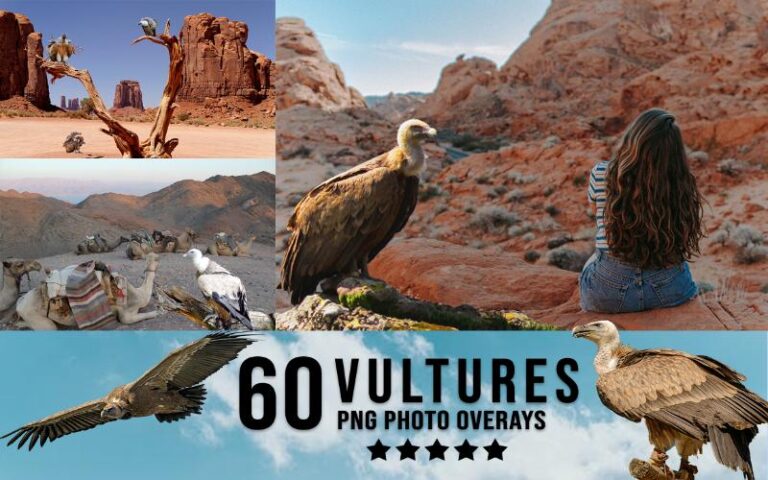 A collage of vulture images