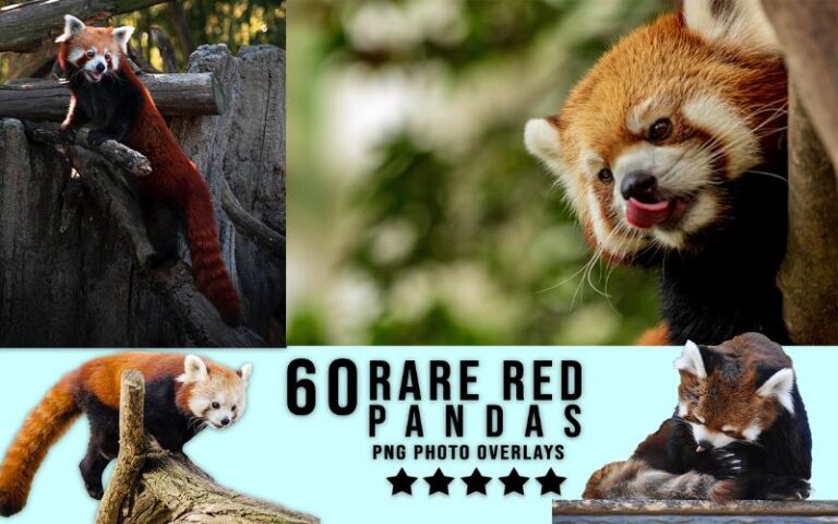 A collage of rare red pandas images