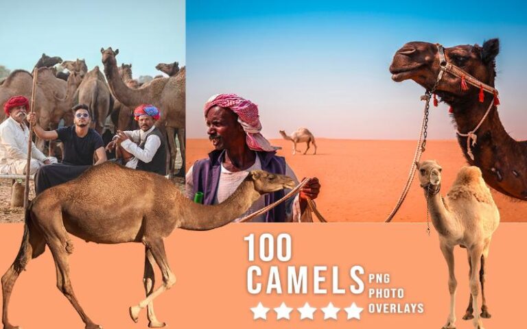 A collage of camel animal png