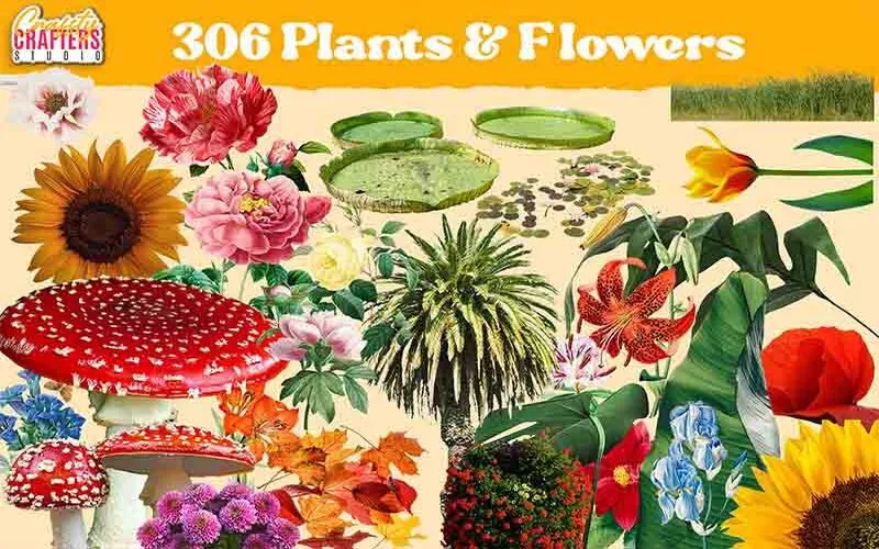 vintage plant images, old flower pictures