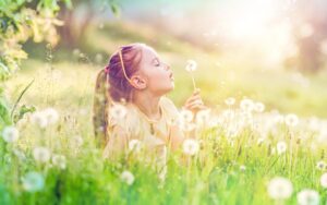 A young girl in a sunny green field blowing seeds from a dandelion.