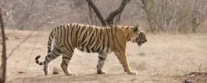 Tiger walking in a natural dry grassland before cropping and background replacement.