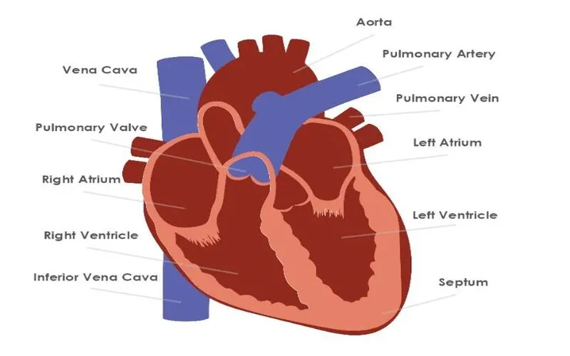 MyDraw-Heart Anatomy Diagram