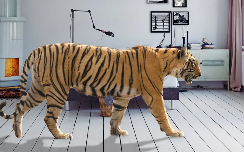 A tiger realistically placed in a modern living room using CutOut 11 Professional background replacement.