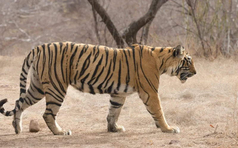 Tiger walking in a natural dry grassland before cropping and background replacement.